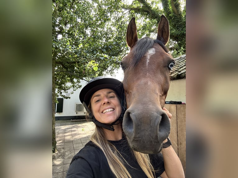 Volbloed Arabier Ruin 9 Jaar 158 cm Roodbruin in Ossendrecht