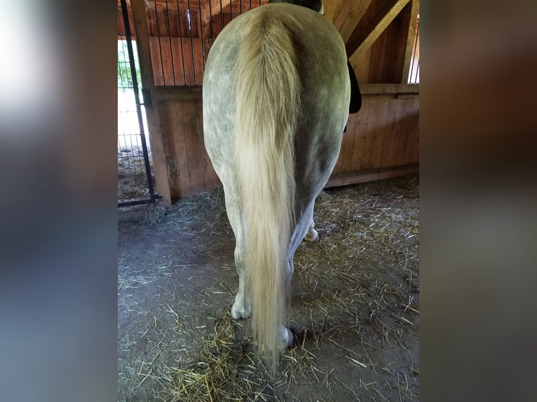 Volbloed Arabier Ruin 9 Jaar 159 cm Schimmel in Hauzenberg