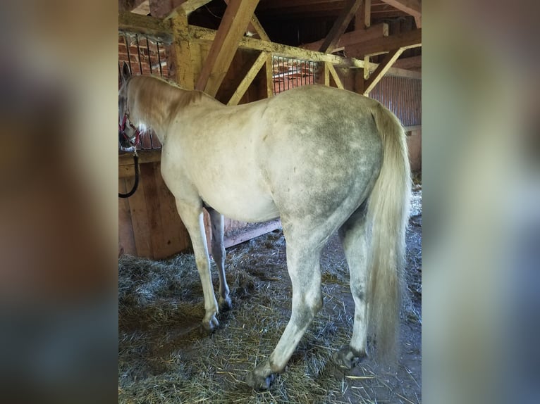 Volbloed Arabier Ruin 9 Jaar 159 cm Schimmel in Hauzenberg