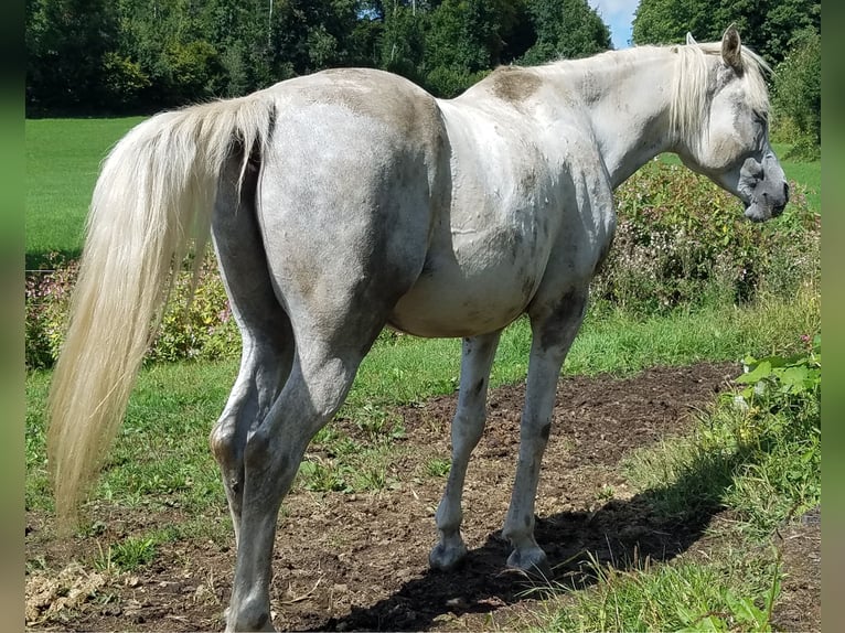Volbloed Arabier Ruin 9 Jaar 159 cm Schimmel in Hauzenberg