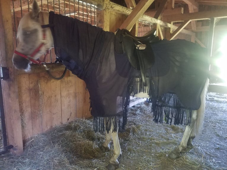 Volbloed Arabier Ruin 9 Jaar 159 cm Schimmel in Hauzenberg