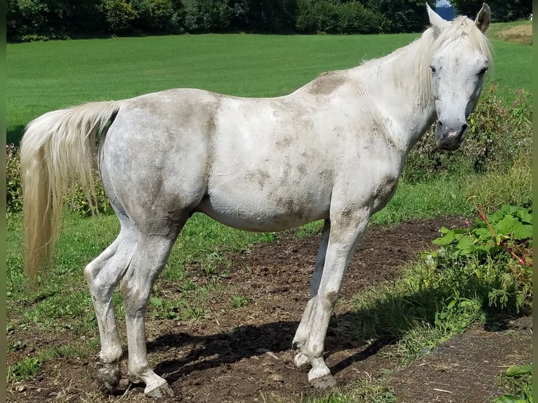 Volbloed Arabier Ruin 9 Jaar 159 cm Schimmel in Hauzenberg