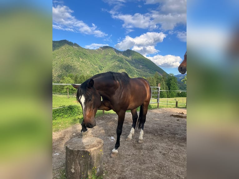 Volbloed Arabier Ruin 9 Jaar 161 cm Donkerbruin in Gmunden