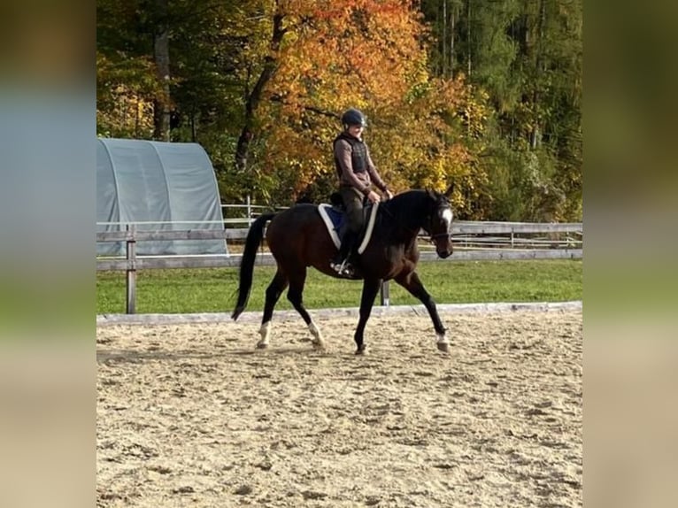 Volbloed Arabier Ruin 9 Jaar 161 cm Donkerbruin in Gmunden