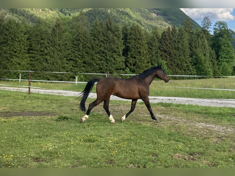 Volbloed Arabier Ruin 9 Jaar 161 cm Donkerbruin in Gmunden