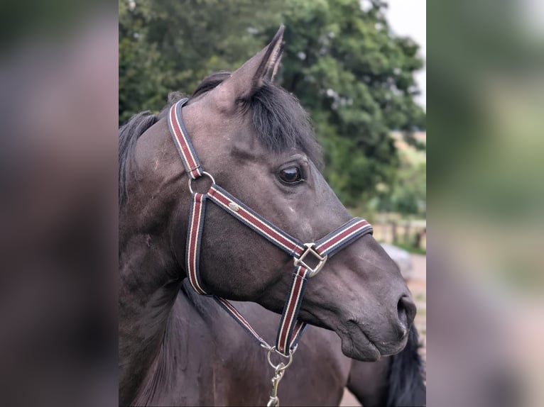 Vollblutaraber Hengst 10 Jahre 153 cm Rappe in H&#xF6;xter