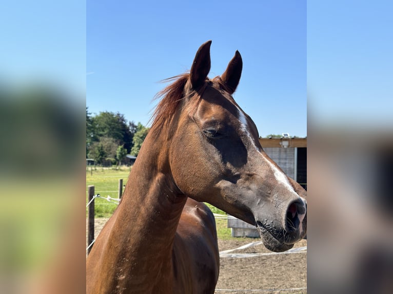 Vollblutaraber Hengst 10 Jahre 154 cm Fuchs in Diepenbeek