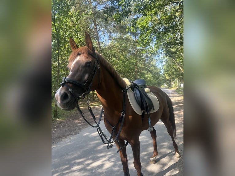 Vollblutaraber Hengst 10 Jahre 154 cm Fuchs in Diepenbeek