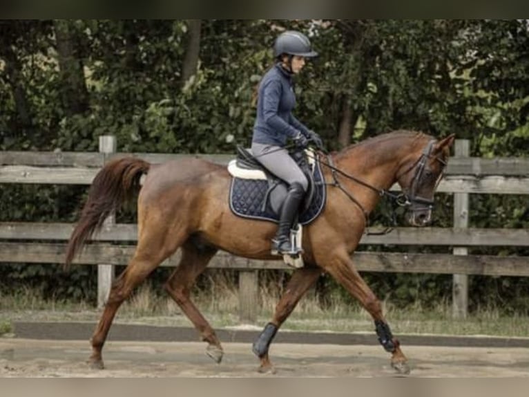 Vollblutaraber Hengst 10 Jahre 154 cm Fuchs in Diepenbeek