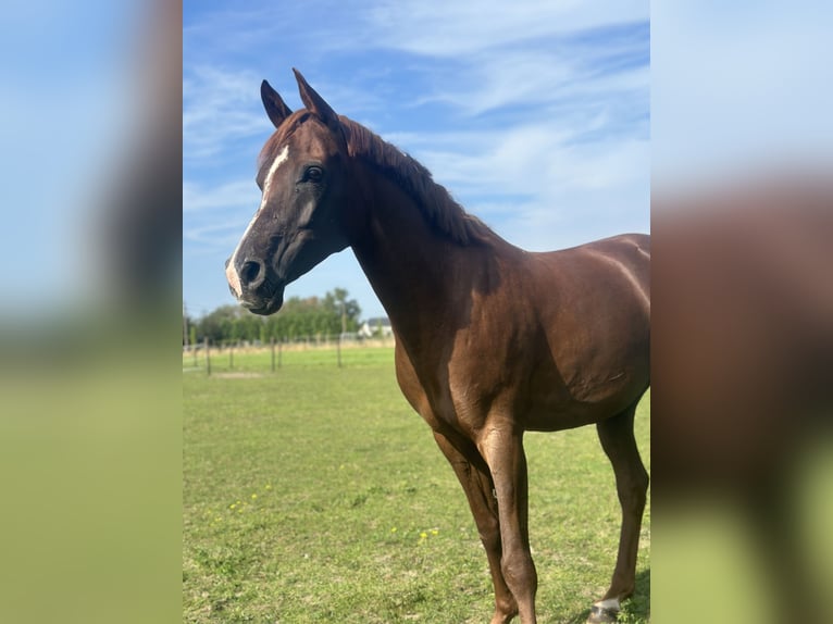 Vollblutaraber Hengst 10 Jahre 154 cm Fuchs in Diepenbeek