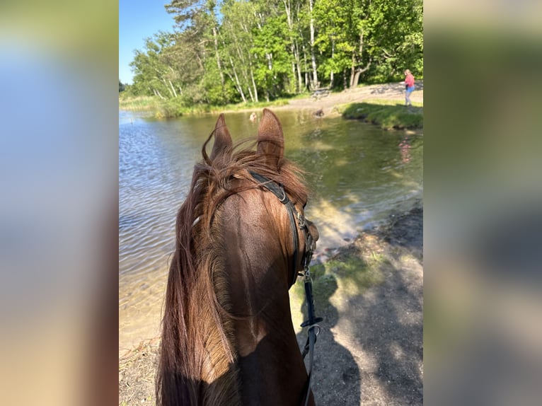 Vollblutaraber Hengst 10 Jahre 154 cm Fuchs in Diepenbeek