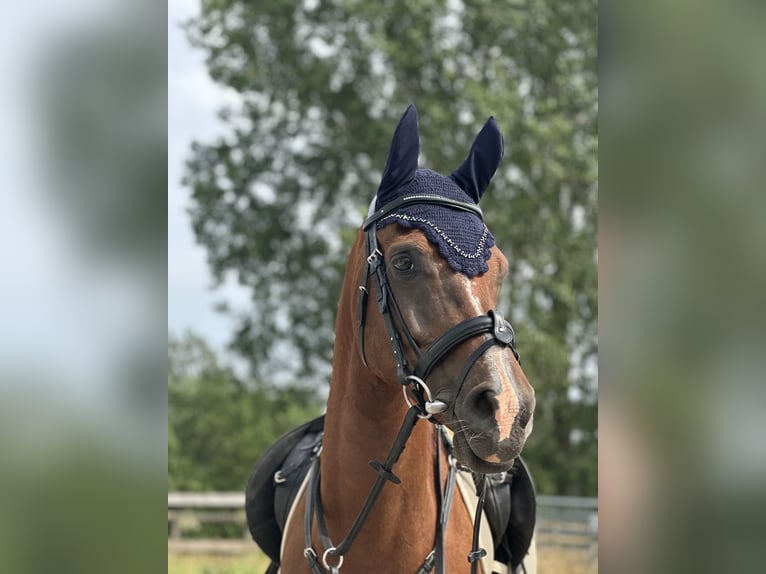 Vollblutaraber Hengst 10 Jahre 154 cm Fuchs in Diepenbeek