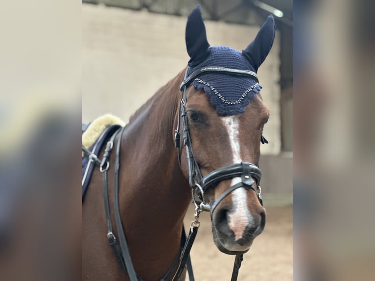 Vollblutaraber Hengst 10 Jahre 154 cm Fuchs in Diepenbeek