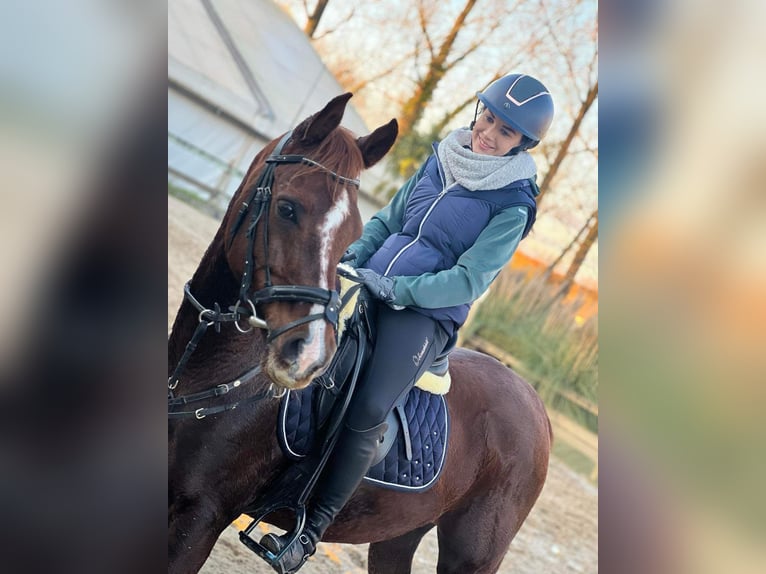 Vollblutaraber Hengst 10 Jahre 154 cm Fuchs in Diepenbeek