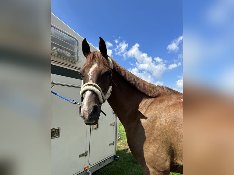 Vollblutaraber Hengst 10 Jahre 154 cm Fuchs in Diepenbeek