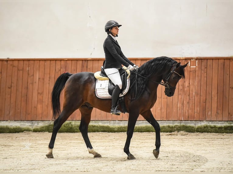 Vollblutaraber Hengst 10 Jahre 157 cm Dunkelbrauner in Wrocław