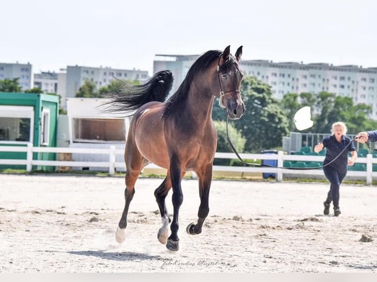 Vollblutaraber Hengst 10 Jahre 157 cm Dunkelbrauner in Wrocław
