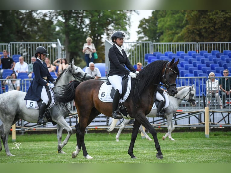 Vollblutaraber Hengst 10 Jahre 157 cm Dunkelbrauner in Wrocław