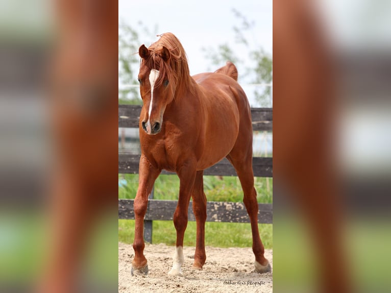 Vollblutaraber Hengst 10 Jahre 160 cm Fuchs in Zuidbroek