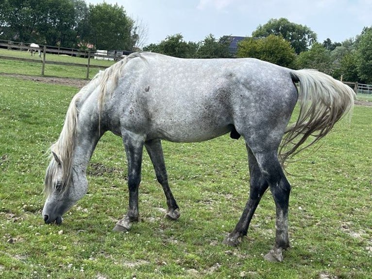 Vollblutaraber Hengst 11 Jahre 152 cm Apfelschimmel in Menen