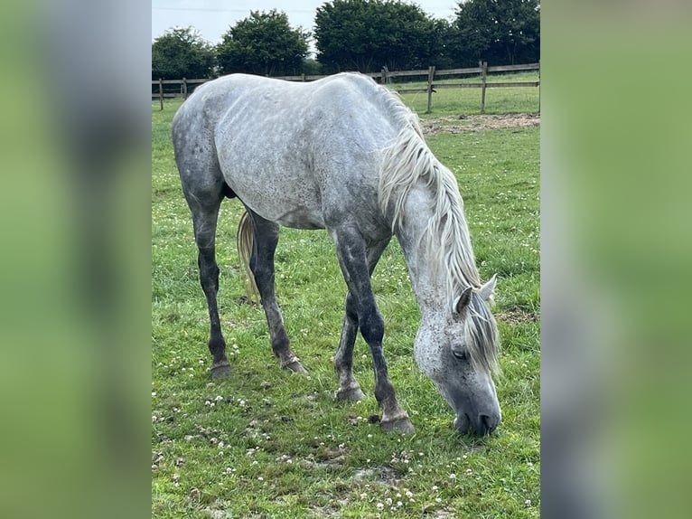 Vollblutaraber Hengst 11 Jahre 152 cm Apfelschimmel in Menen