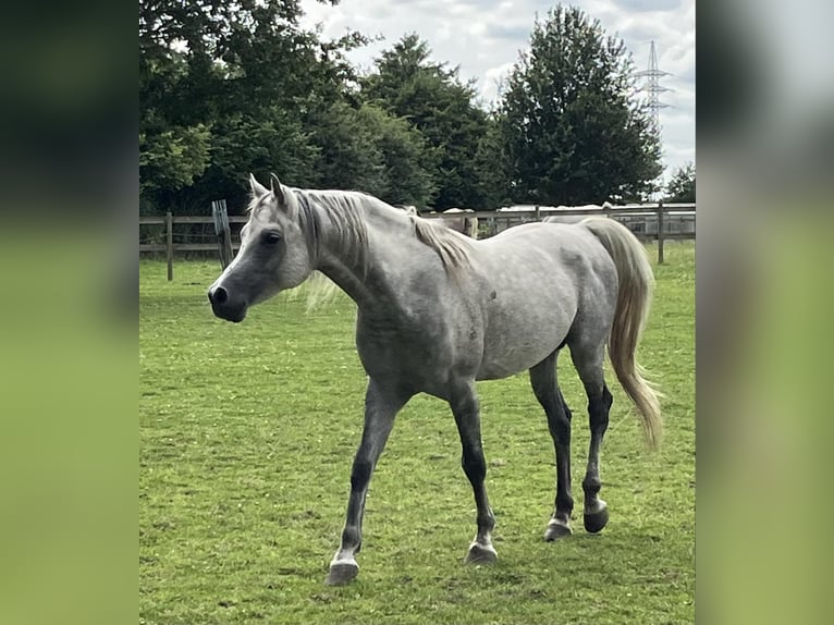 Vollblutaraber Hengst 11 Jahre 152 cm Apfelschimmel in Menen