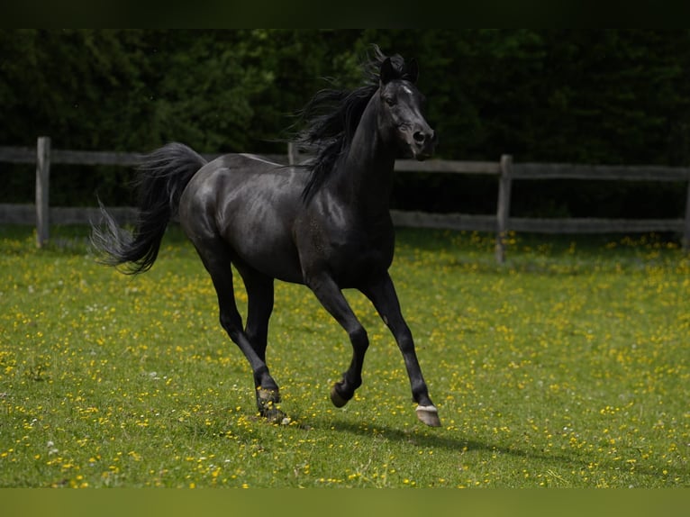 Vollblutaraber Hengst 11 Jahre 154 cm Rappe in Simbach am Inn