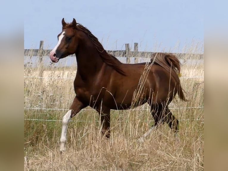 Vollblutaraber Hengst 11 Jahre 156 cm Fuchs in Hochborn