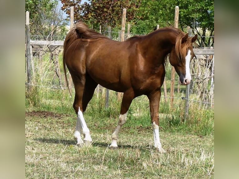 Vollblutaraber Hengst 11 Jahre 156 cm Fuchs in Hochborn