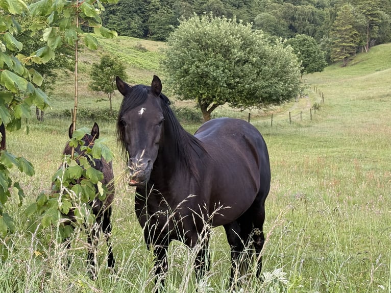 Vollblutaraber Hengst 13 Jahre 158 cm Rappe in Hobro