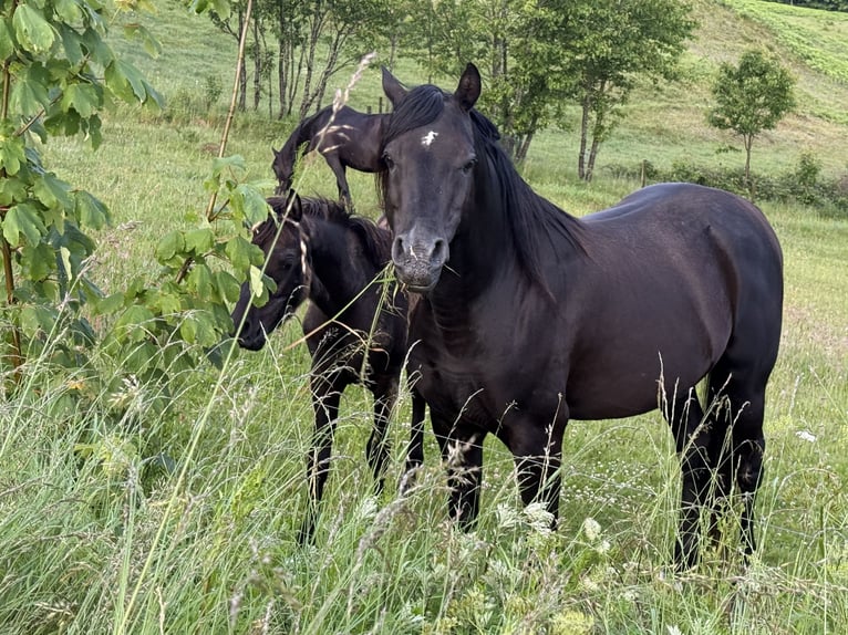 Vollblutaraber Hengst 13 Jahre 158 cm Rappe in Hobro