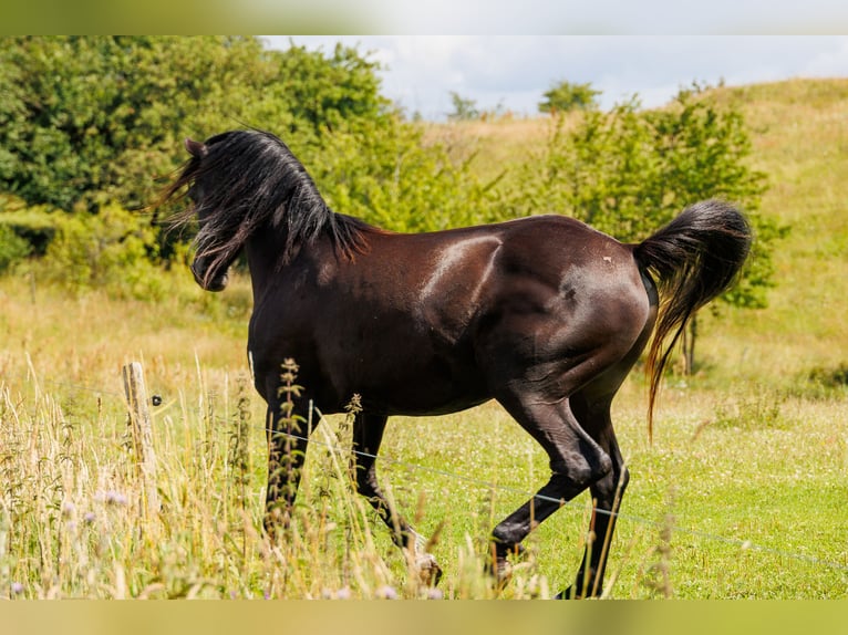 Vollblutaraber Hengst 13 Jahre 158 cm Rappe in Hobro