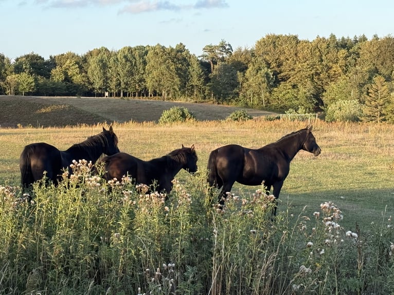 Vollblutaraber Hengst 13 Jahre 158 cm Rappe in Hobro