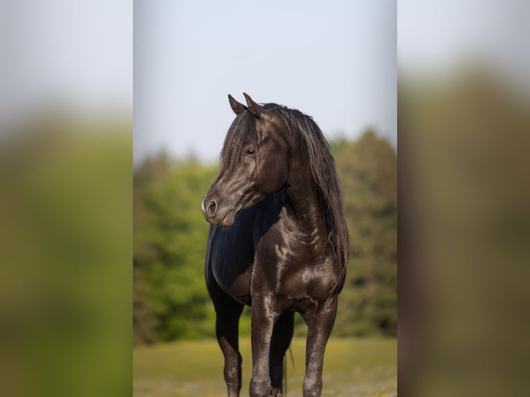 Vollblutaraber Hengst 13 Jahre 158 cm Rappe in Hobro