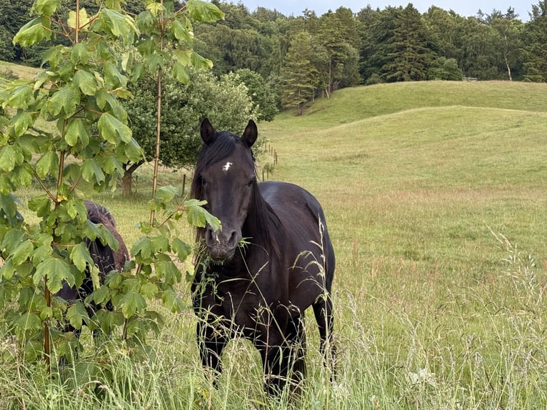 Vollblutaraber Hengst 13 Jahre 158 cm Rappe in Hobro
