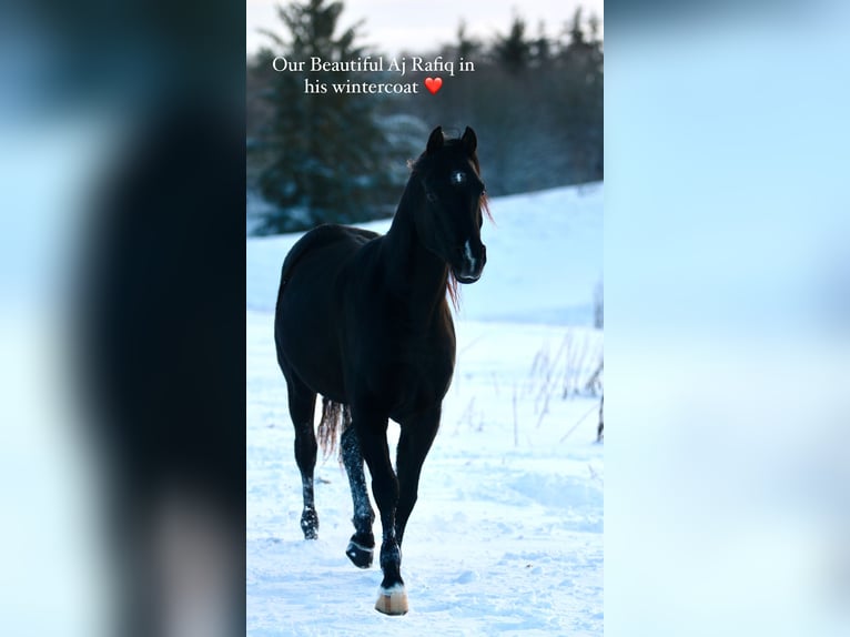 Vollblutaraber Hengst 13 Jahre 158 cm Rappe in Hobro