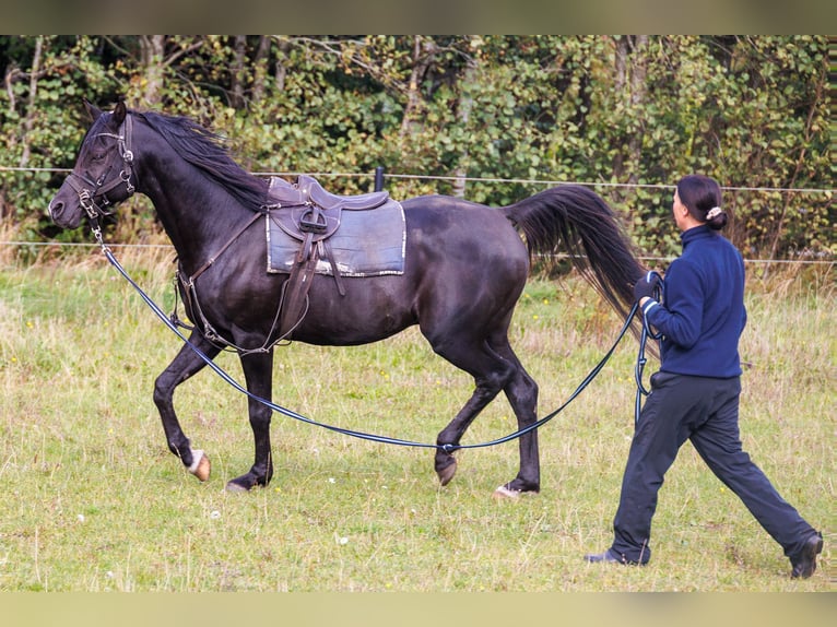 Vollblutaraber Hengst 13 Jahre 158 cm Rappe in Hobro