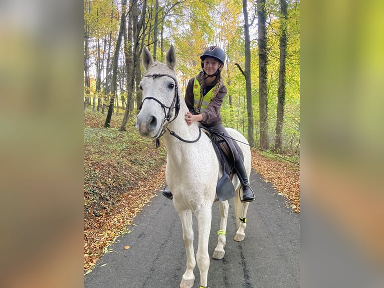 Vollblutaraber Hengst 14 Jahre 150 cm Fliegenschimmel in Riegersburg