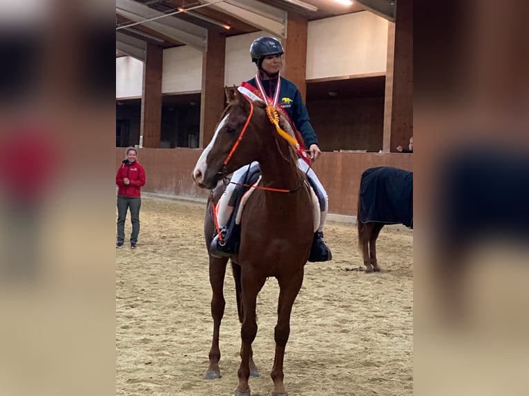 Vollblutaraber Hengst 15 Jahre 157 cm Fuchs in Villach