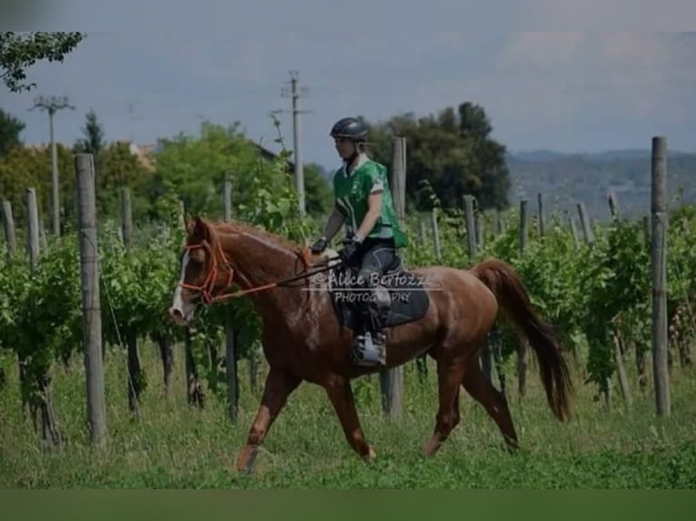 Vollblutaraber Hengst 15 Jahre 157 cm Fuchs in Villach