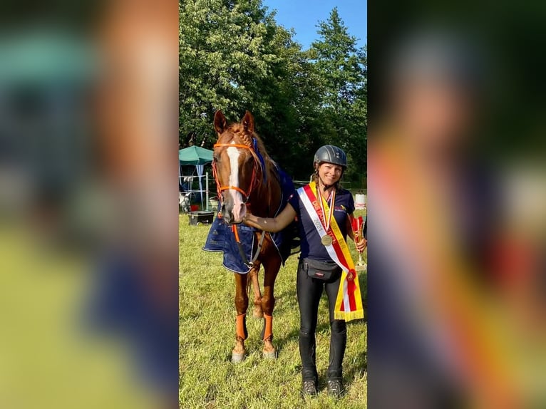 Vollblutaraber Hengst 15 Jahre 157 cm Fuchs in Villach