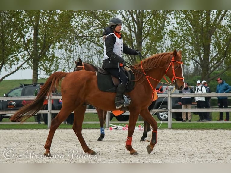 Vollblutaraber Hengst 15 Jahre 157 cm Fuchs in Villach