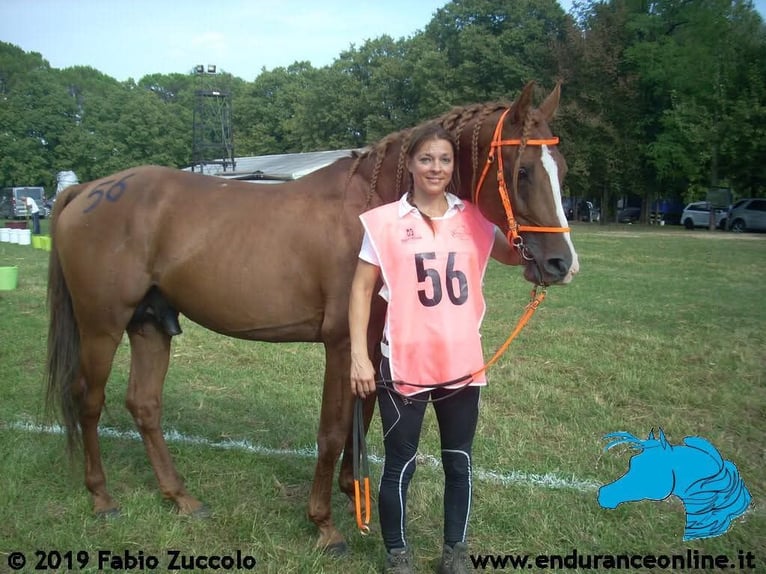 Vollblutaraber Hengst 15 Jahre 157 cm Fuchs in Villach