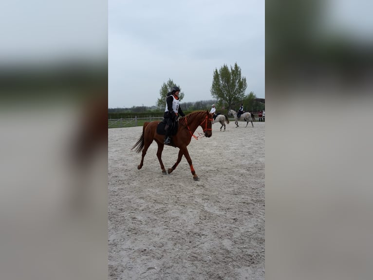 Vollblutaraber Hengst 15 Jahre 157 cm Fuchs in Villach