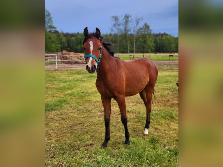 Vollblutaraber Hengst 1 Jahr 130 cm Rotbrauner in Lubiszyn