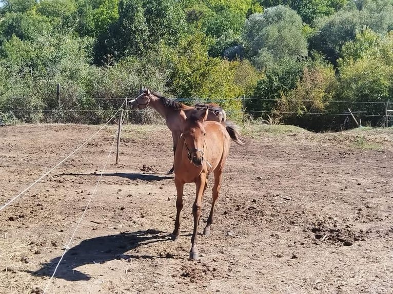 Vollblutaraber Hengst 1 Jahr 130 cm Rotbrauner in Assenovgrad