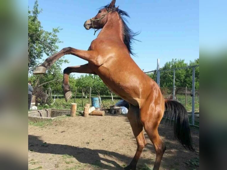 Vollblutaraber Hengst 1 Jahr 130 cm Rotbrauner in Assenovgrad