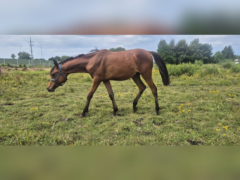 Vollblutaraber Hengst 1 Jahr 136 cm Brauner in Płocin