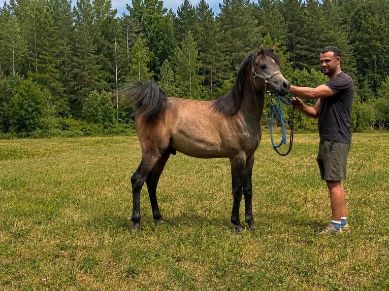 Vollblutaraber Hengst 1 Jahr 136 cm Schimmel in Haslach