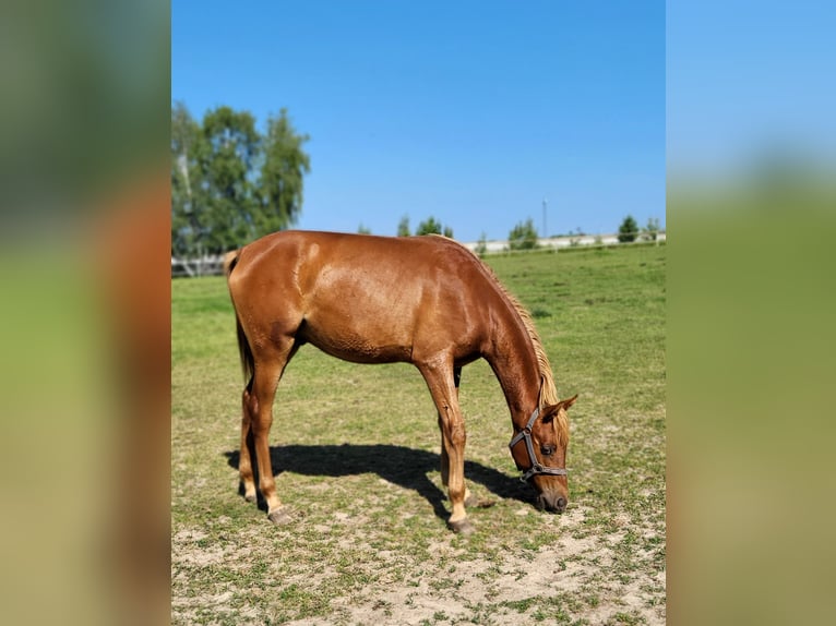 Vollblutaraber Hengst 1 Jahr 140 cm Fuchs in Lubiszyn